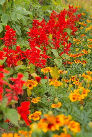 Red salvia flowerbed with French marigoldの写真素材