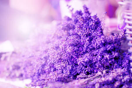 Purple lavender blossoms bundleの写真素材