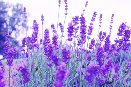 Lavender in the flower farm