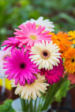 Gerbera daisy flowersの写真素材