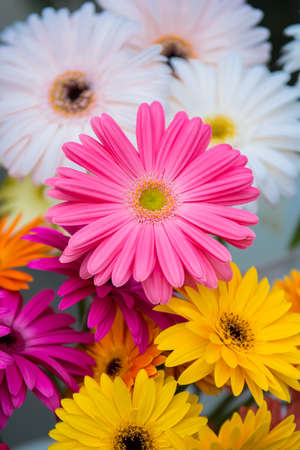 Pink gerbera daisy flowersの写真素材
