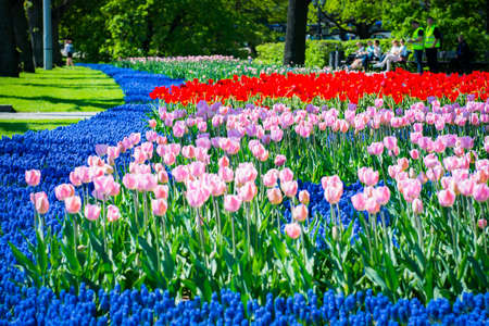 Colorful tulips at Riga center park at Freedom monumentの写真素材