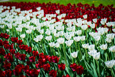 Latvia flag made in red hite red tulips at Freedom monument in Rigaの写真素材