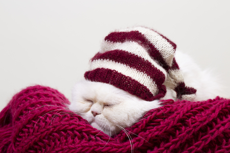 White Persian Cat with a red and white striped hat taking a nap on a woolen scarf on a white backgrundの写真素材