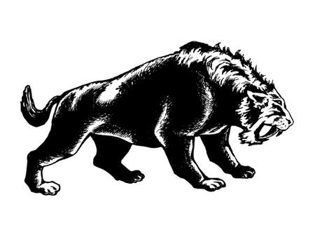 hand drawn, vector, sketch illustration of saber-toothed tigerのイラスト素材