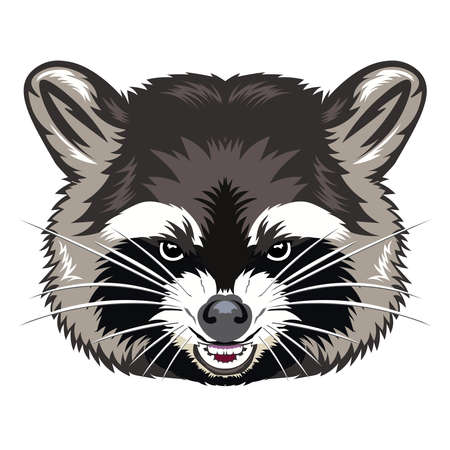 Raccoon Procyon lotor wild animal face. Vector cute North American mask raccoon head portrait. Realistic fur portrait of funny trash cat racoon isolated on white background.のイラスト素材