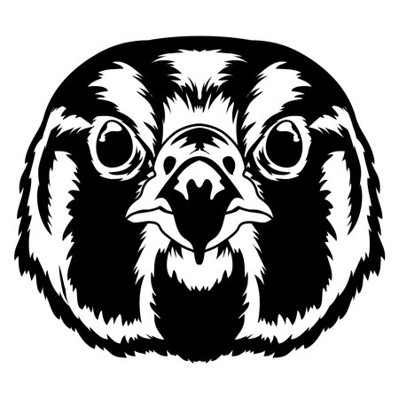 Falcon Bird face vector illustration, perfect for wildlife keeper t shirt and merchandise designのイラスト素材