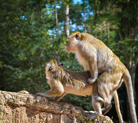 Siem Reap, Cambodia - Circa December 2011 - A shot of monkeys having sex in the park