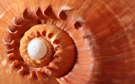 seashell detailの写真素材