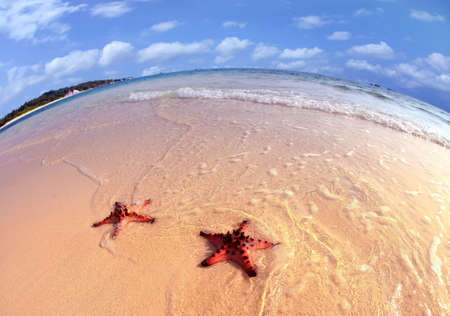 Couple of Starfish on the beauty beachの写真素材