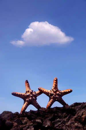 Couple of Starfishの写真素材