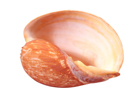seashell