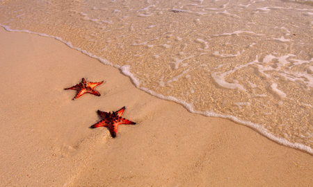 Couple of Starfishの写真素材