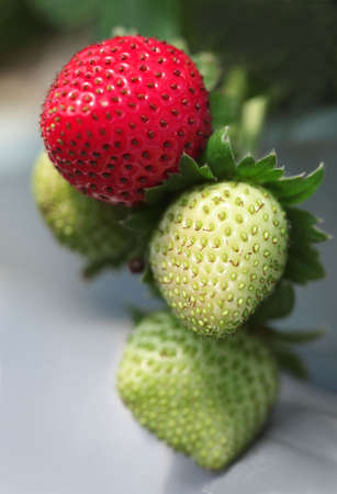 strawberry plantの写真素材