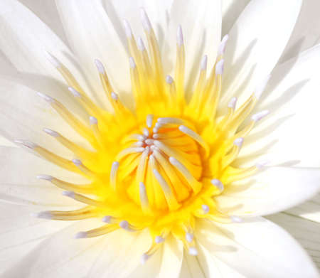 waterlilyの写真素材