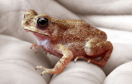 frog