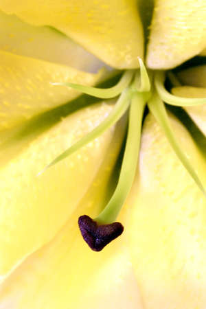 lily flower detailの写真素材