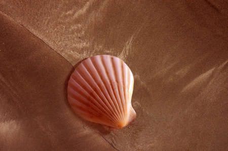 seashell on sand