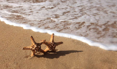 Couple of Starfishの写真素材