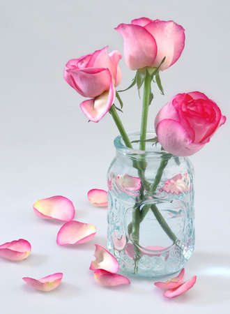 rosesの写真素材