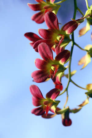 orchidの写真素材