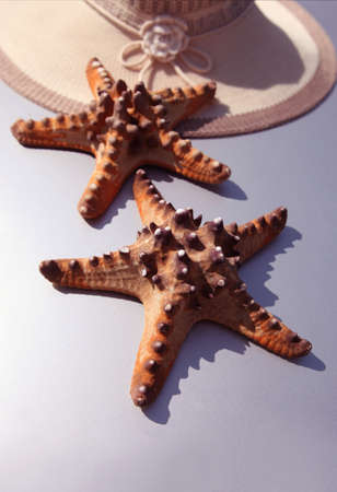 starfish