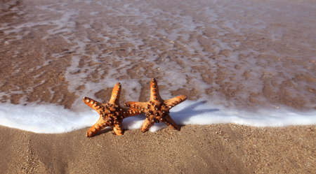 Couple of Starfish