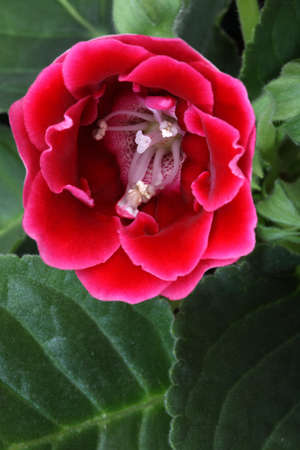 Red Flowerの写真素材