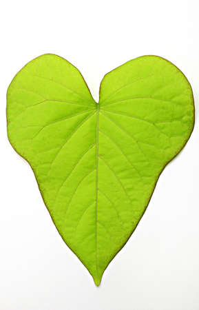 heart shape leafの写真素材