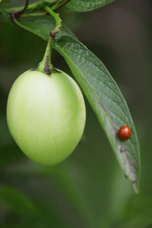 fruitの写真素材