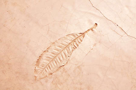 leaf motif and textureの写真素材