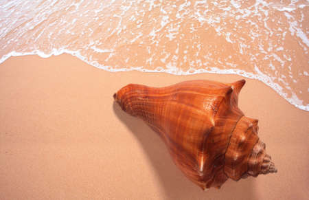 seashell on beachの写真素材