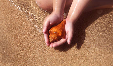 seashell in the handの写真素材