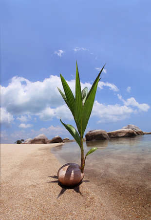 Coconut Seedlingの写真素材