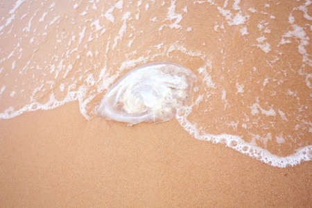 jelly fish on beachの写真素材