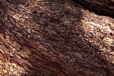 wood skin