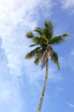 coconut treeの写真素材