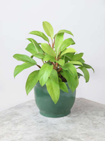 Ornamental Plantsの写真素材