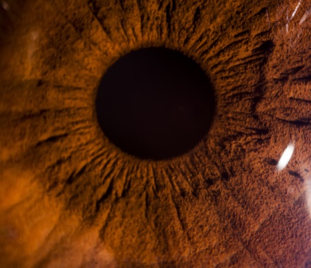 Extreme closeup of a brown eyeの写真素材