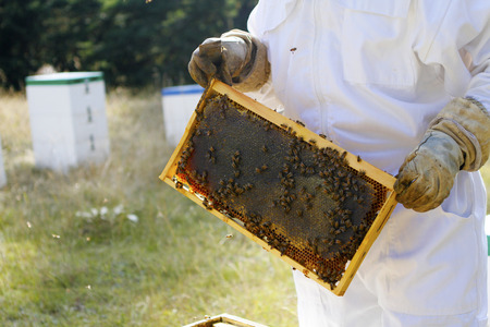Beekeeper produce honey holding beehive