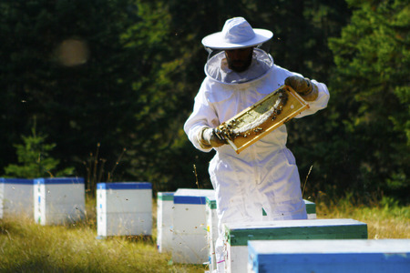 Beekeeper holding beehive inspecting the honey