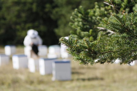 Beekeeper in fir trees checking beehives