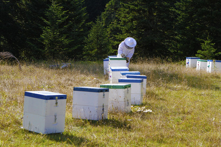 Beekeeper opening beehive to check the bees