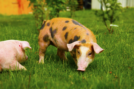 Pigs on a farm searching food in grassの写真素材