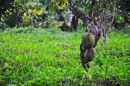 Durian Treeの写真素材