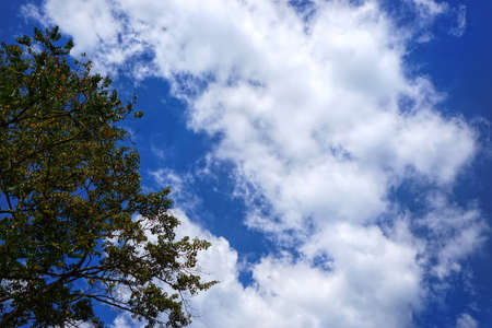 Tree silhouette on blue sky and cloud background. beautiful nature blue sky with trees, Looking up branch on sky background. pictured from Space for text in template. abstract wallpaper. Empty concept.の写真素材