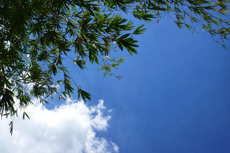 Tree silhouette on blue sky and cloud background. beautiful nature blue sky with trees, Looking up branch on sky background. pictured from Space for text in template. abstract wallpaper. Empty concept.の写真素材