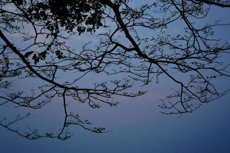 Tree silhouette on blue sky and cloud background. beautiful nature blue sky with trees, Looking up branch on sky background. pictured from Space for text in template. abstract wallpaper. Empty concept.の写真素材