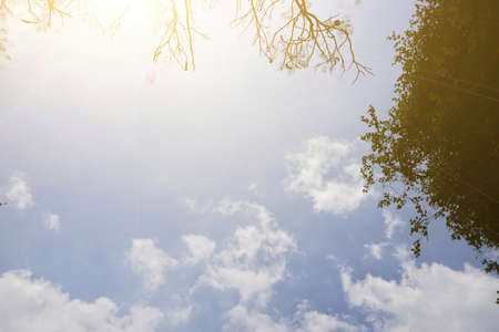 Tree silhouette on blue sky and cloud background. beautiful nature blue sky with trees, Looking up branch on sky background. pictured from Space for text in template. abstract wallpaper. Empty concept.の写真素材