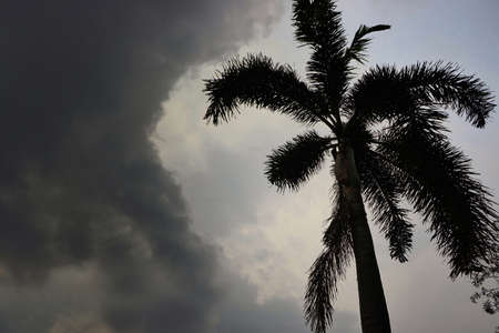 Tree silhouette on blue sky and cloud background. beautiful nature blue sky with trees, Looking up branch on sky background. pictured from Space for text in template. abstract wallpaper. Empty concept.の写真素材